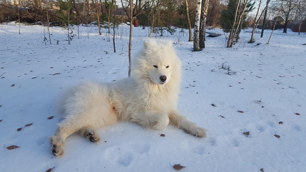 Samoyed (image credits: pixabay)