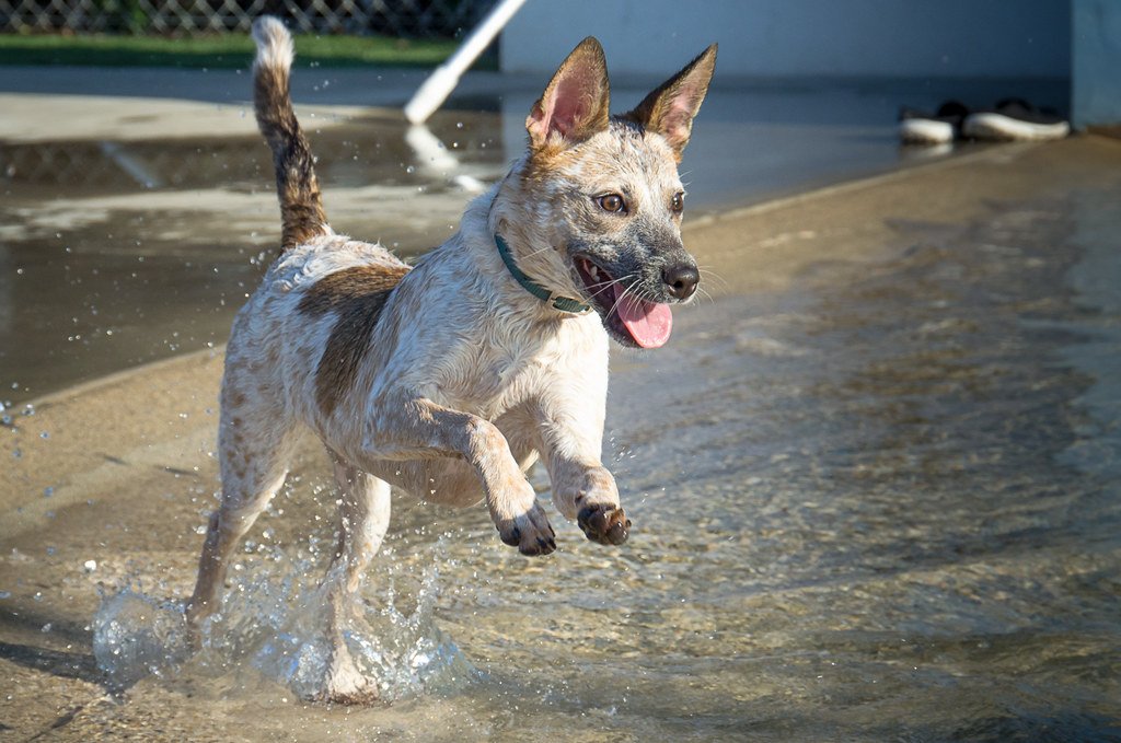 The Pre-Walk Happy Dance (image credits: flickr)