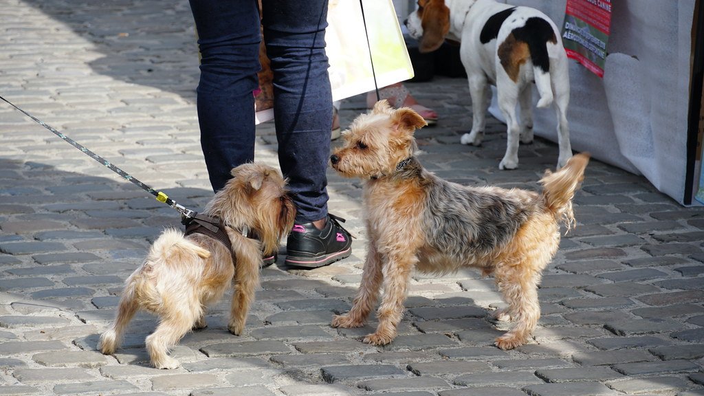 Charleston, South Carolina: Southern Hospitality for Pups (image credits: flickr)