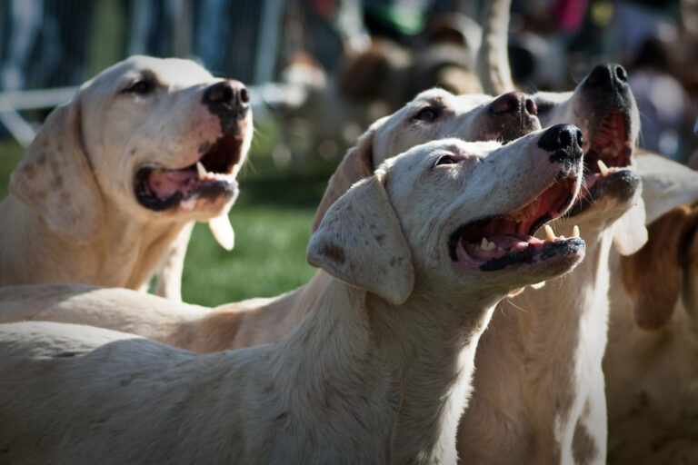 10 Least Popular Dogs in The US Based on Data