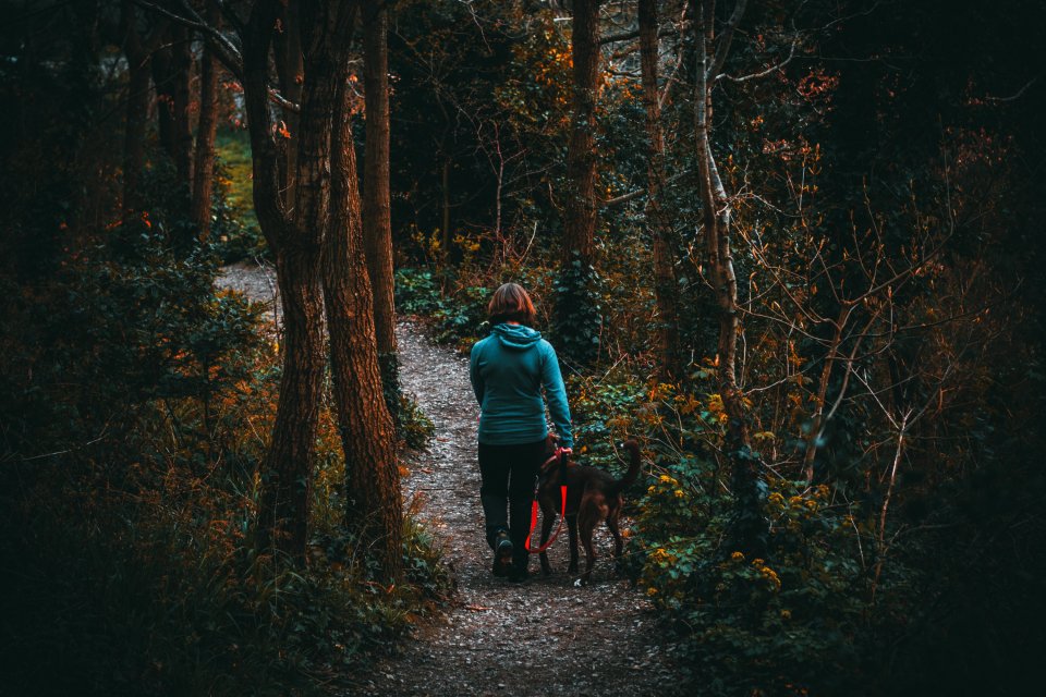 Shenandoah National Park: Trails for Every Tail (image credits: stocksnap)