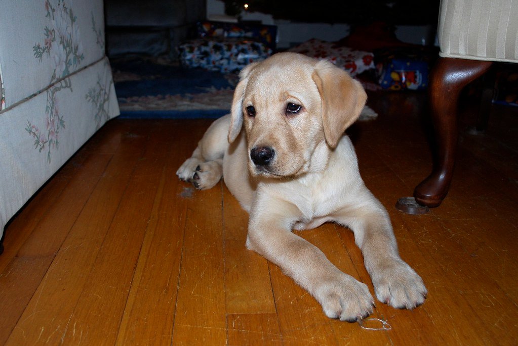 Labrador Retriever: Eager and Enthusiastic Learner (image credits: flickr)