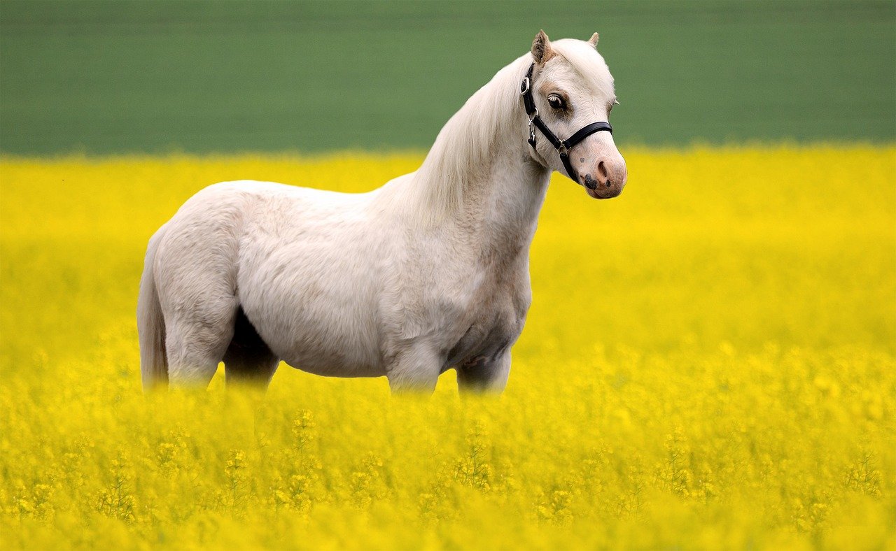 Welsh Pony: The Kid-Friendly Choice (image credits: pixabay)