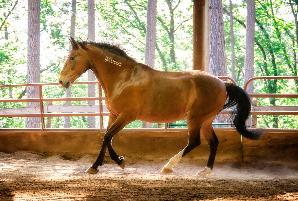 Thoroughbred: A Challenging Ride for Many (image credits: flickr)