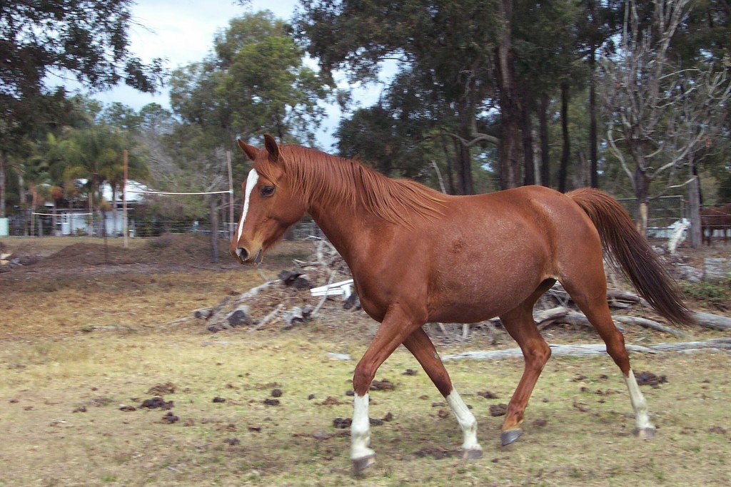 Warmbloods: The Gentle Giants With a Learning Curve (image credits: flickr)