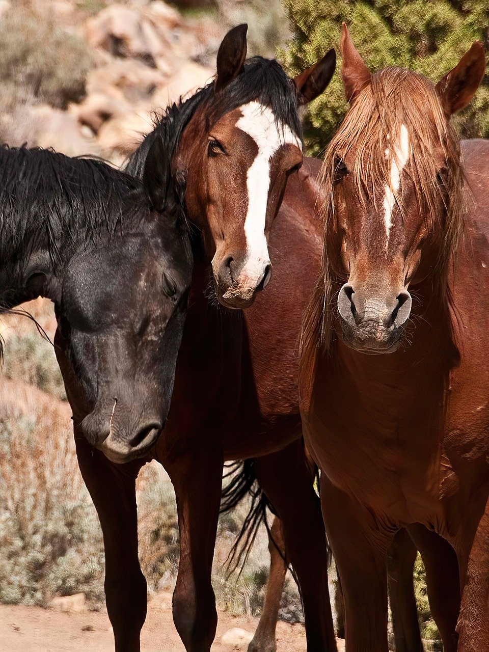Mustang: Wild at Heart (image credits: pixabay)