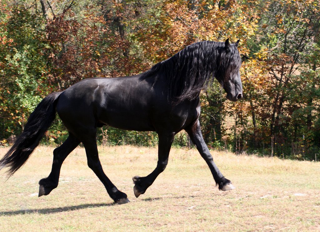 Friesian: Majestic, But Demanding (image credits: wikimedia)
