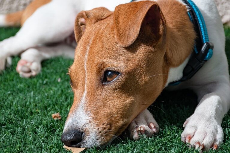 How To Recognize When Your Dog Is Ready To Say Goodbye—And How To Support Them