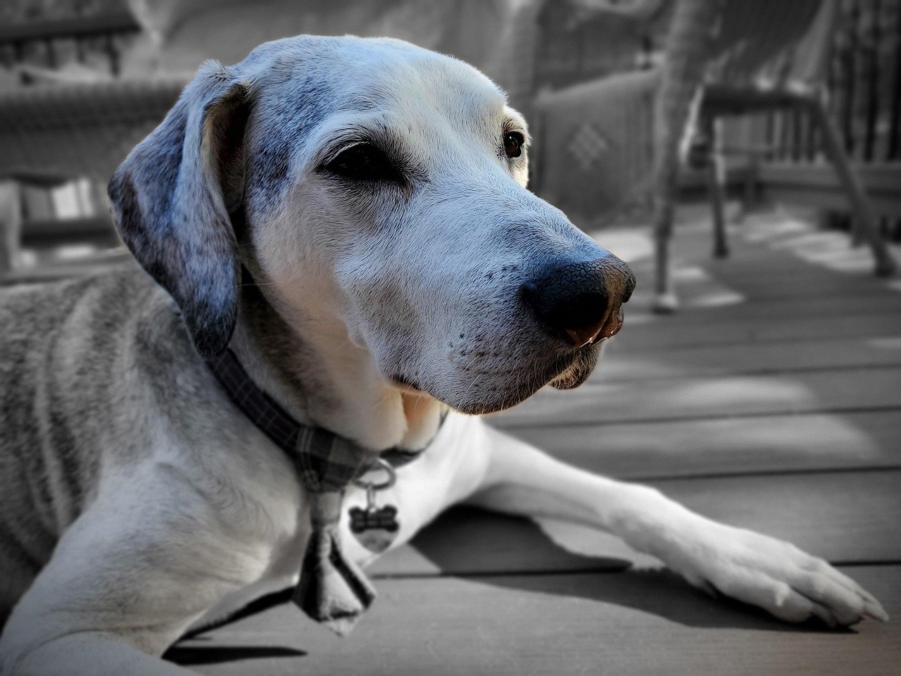 5 Signs Your Dog Gives You When It’s Time To Cross The Rainbow Bridge