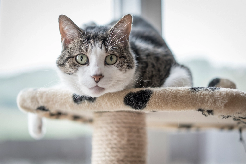 9 Ways To Keep An Indoor Cat Mentally Stimulated And Emotionally Secure