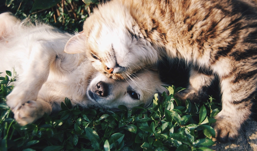 Real-Life Examples of Cat and Dog Friendships (image credits: rawpixel)