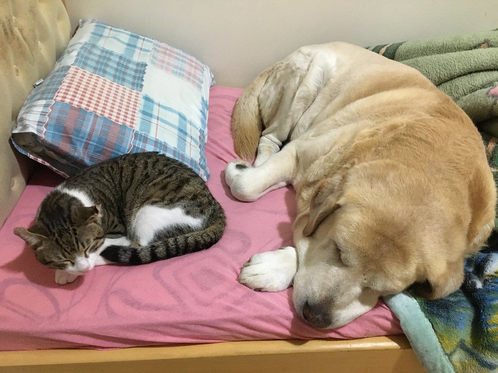 Tips for Helping Cats and Dogs Get Along (image credits: flickr)