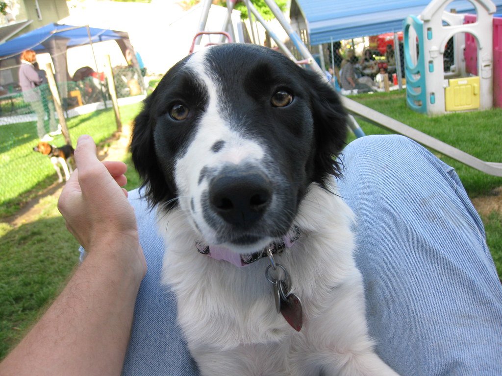 Constant Need for Attention (image credits: flickr)