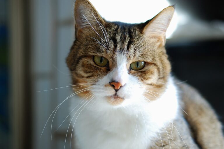 5 Types Of People Who Should Not Own A Cat