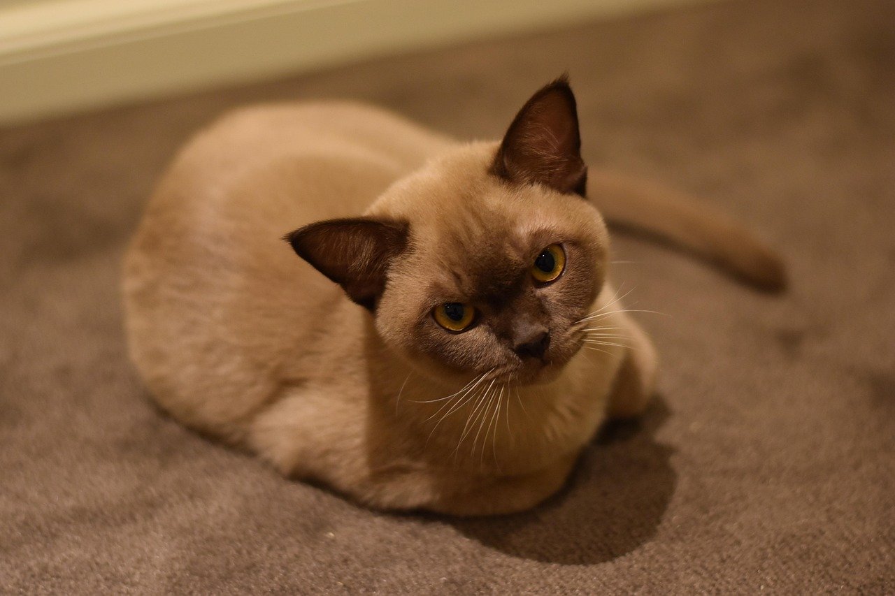 Burmese: Friendly and Adaptable (image credits: pixabay)