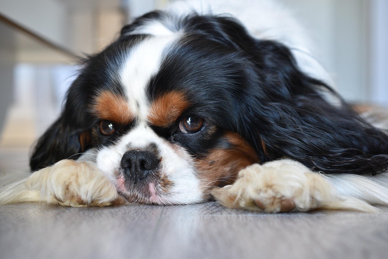 1. Fearful or Submissive Behavior (image credits: pixabay)