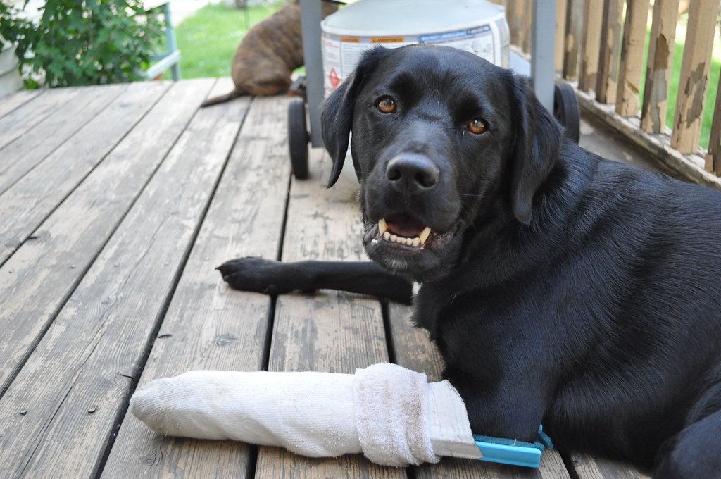 2. Unexplained Injuries or Scars (image credits: flickr)