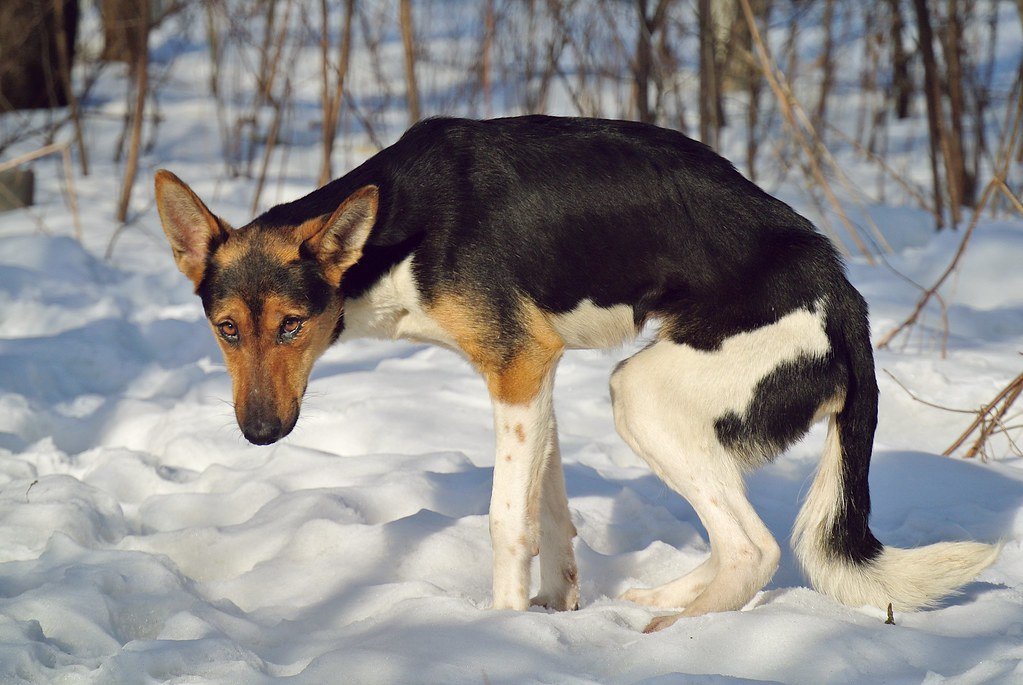 4. Poor Physical Condition (image credits: flickr)