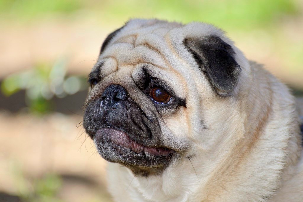 8. Lack of Socialization or Training (image credits: flickr)
