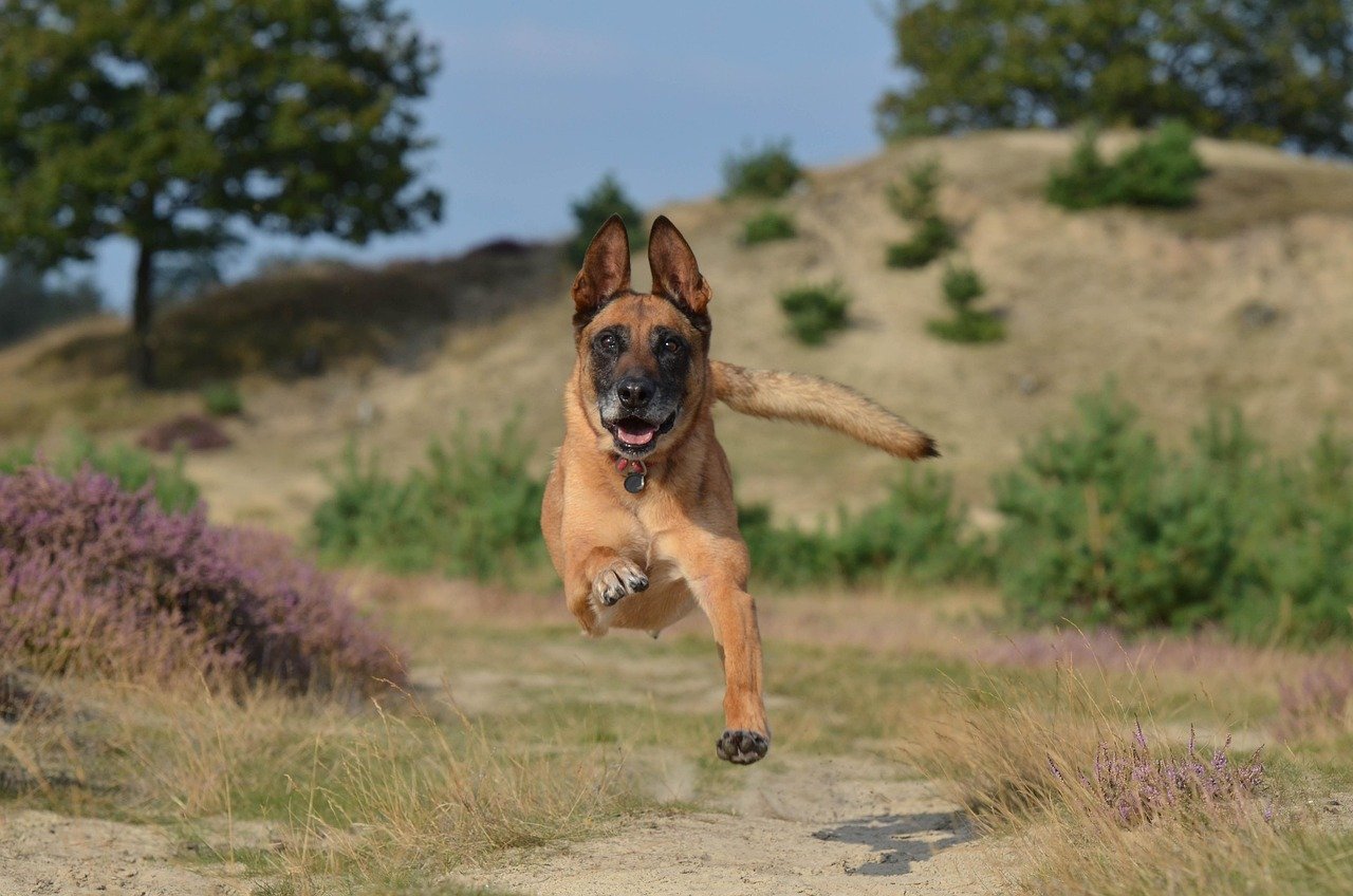 Belgian Malinois (image credits: pixabay)