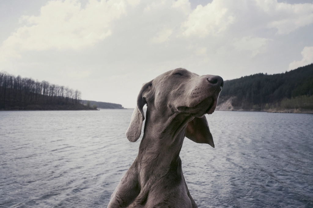 Weimaraner (image credits: rawpixel)