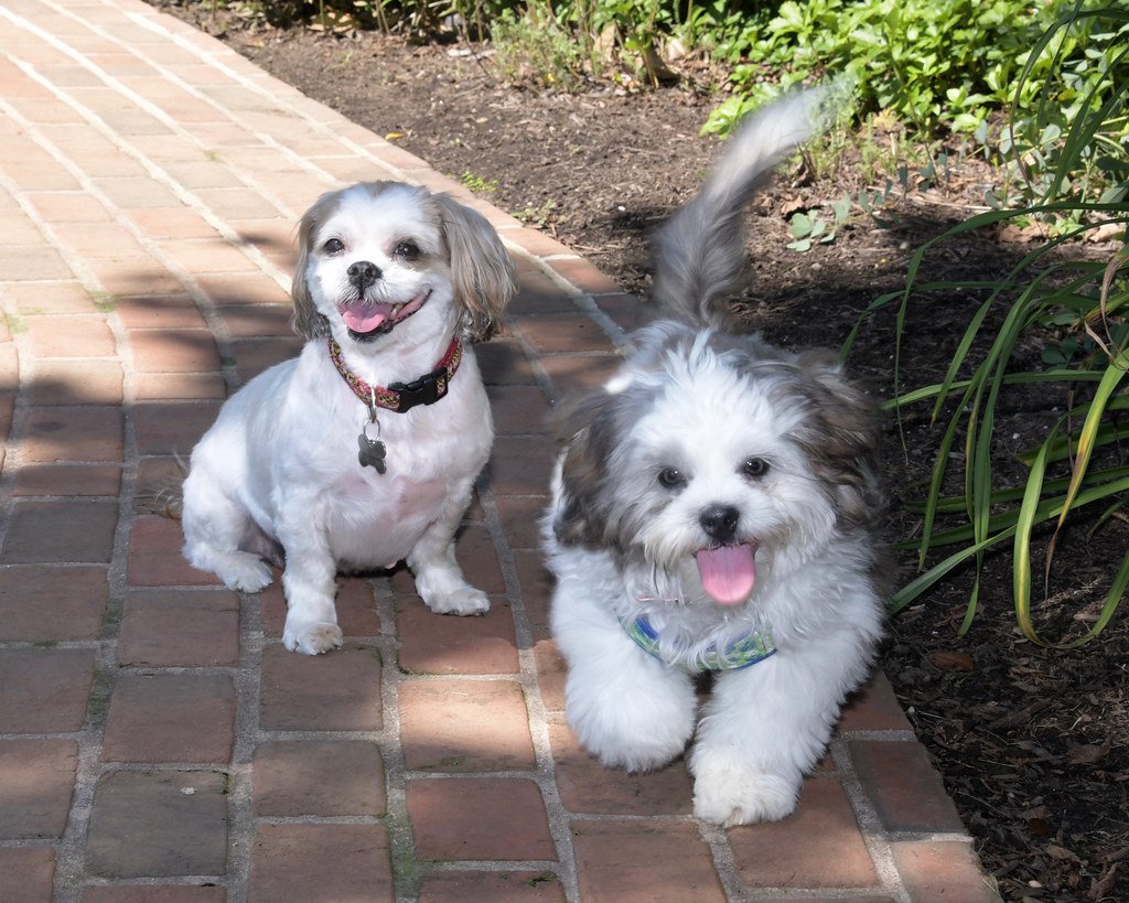 Old Friends and Furry Siblings (image credits: flickr)