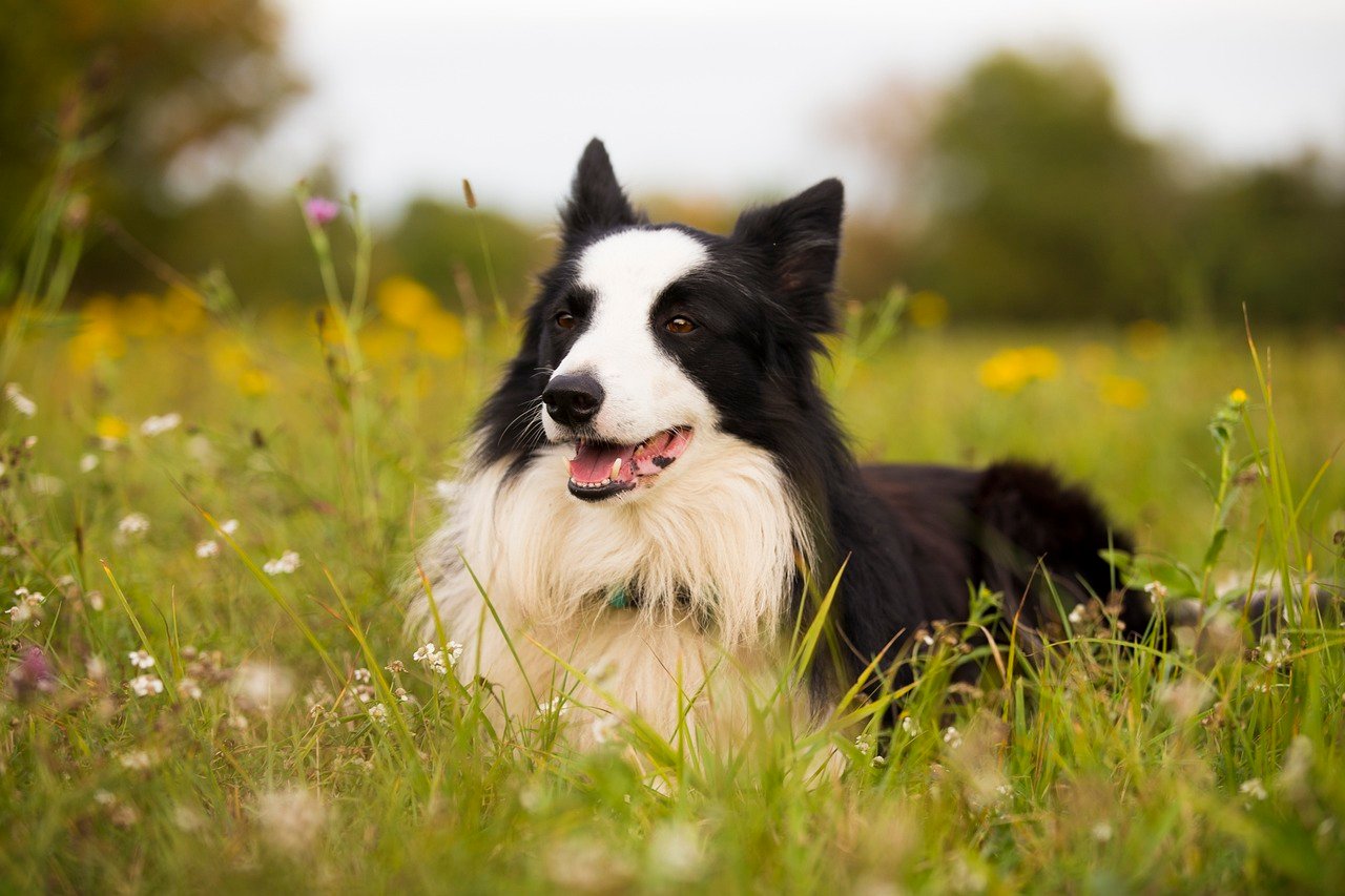 Border Collie: The Tireless Explorer (image credits: pixabay)