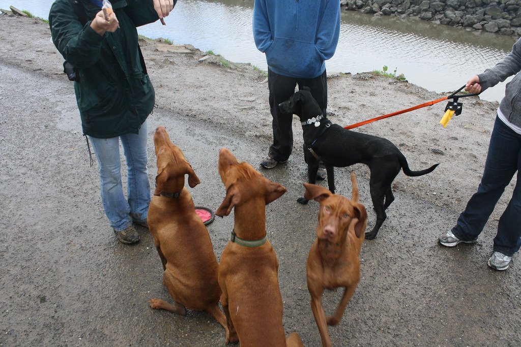 Vizsla: Velcro Dog on the Move (image credits: flickr)