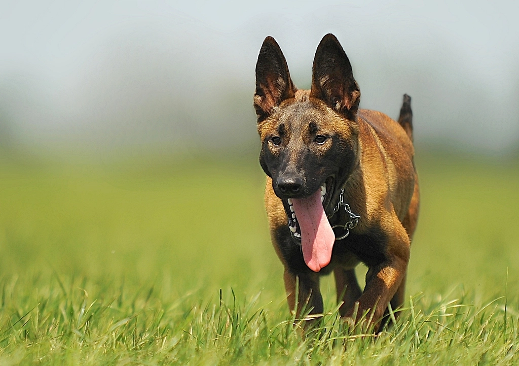 Belgian Malinois: Driven and Determined (image credits: rawpixel)
