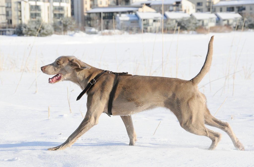 Weimaraner: Graceful and Go-Getter (image credits: flickr)