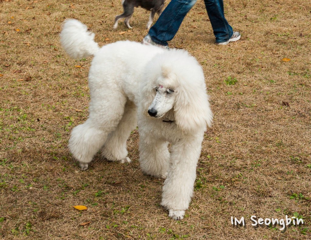 Standard Poodle: Elegance in Motion (image credits: flickr)