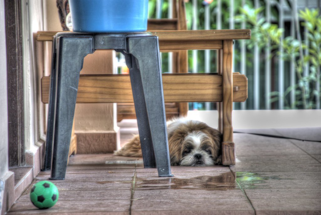 Shih Tzu: Nap Time Enthusiast (image credits: flickr)
