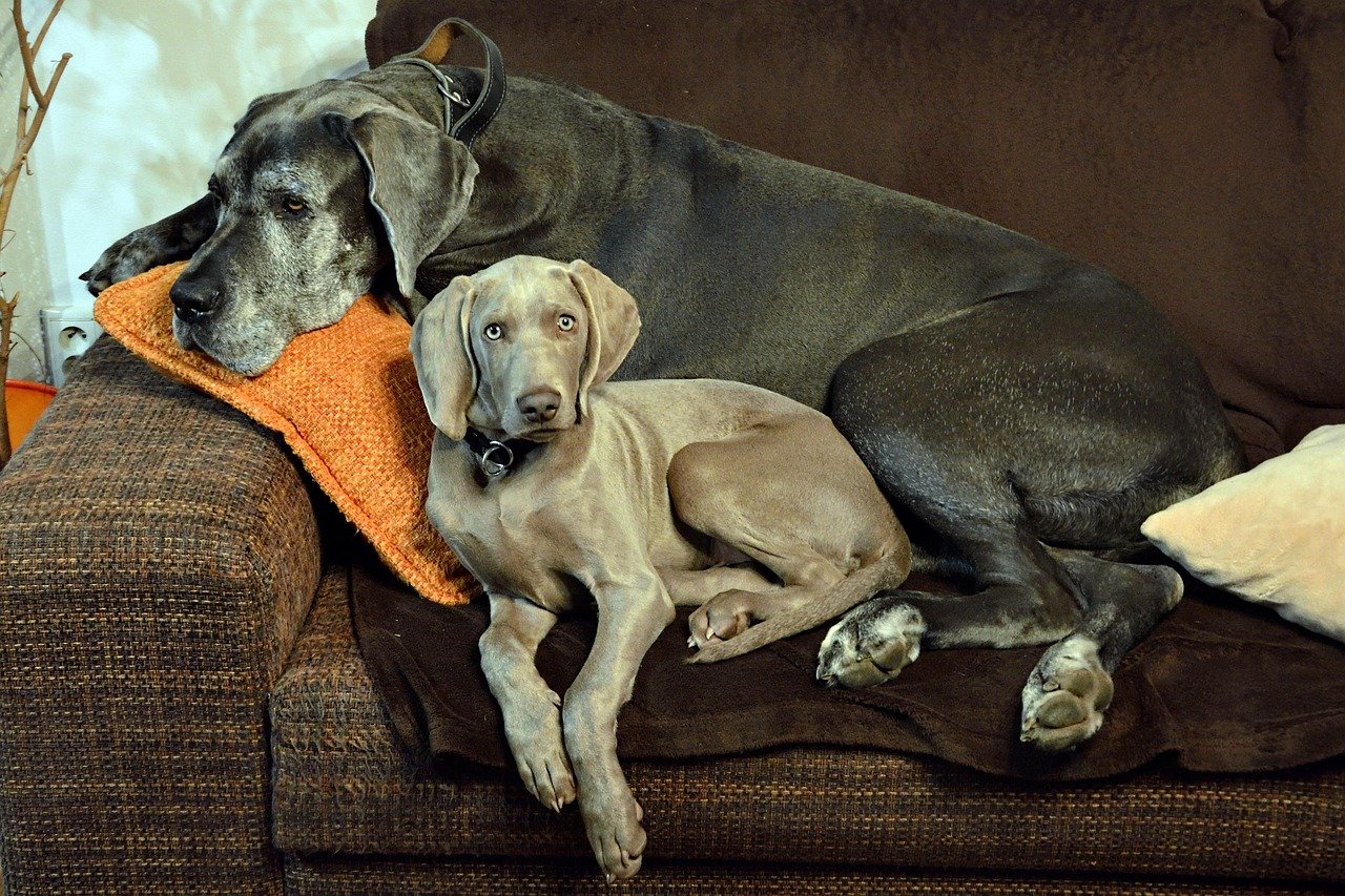 Great Dane: Gentle Giant of the Sofa (image credits: pixabay)
