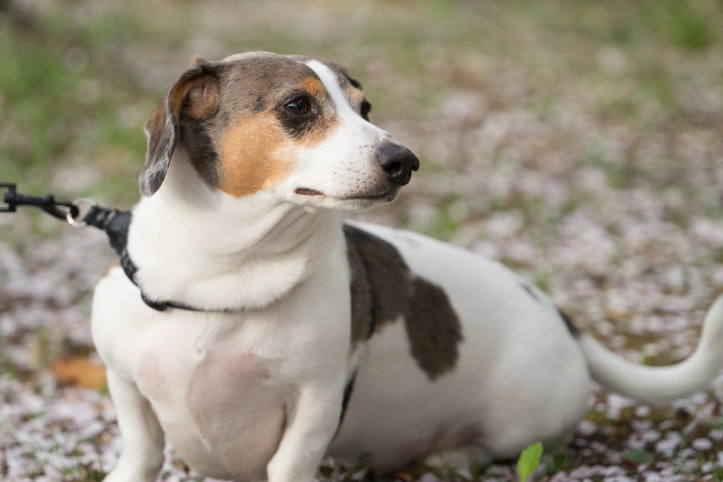 Dachshund: The Stubborn Sovereign (image credits: flickr)
