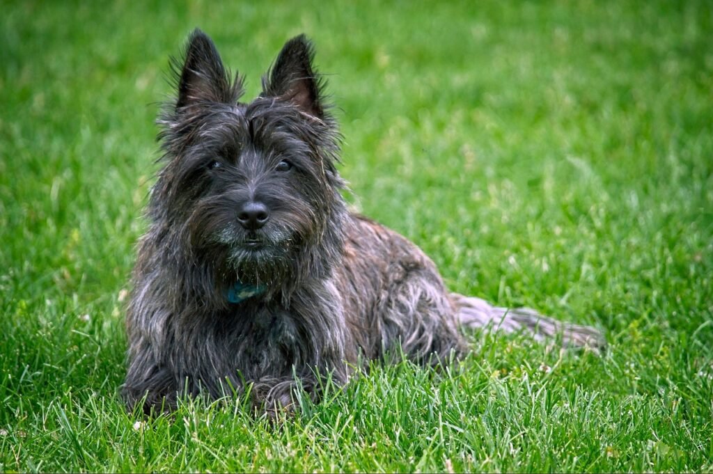 Cairn Terrier: The Confident Commander