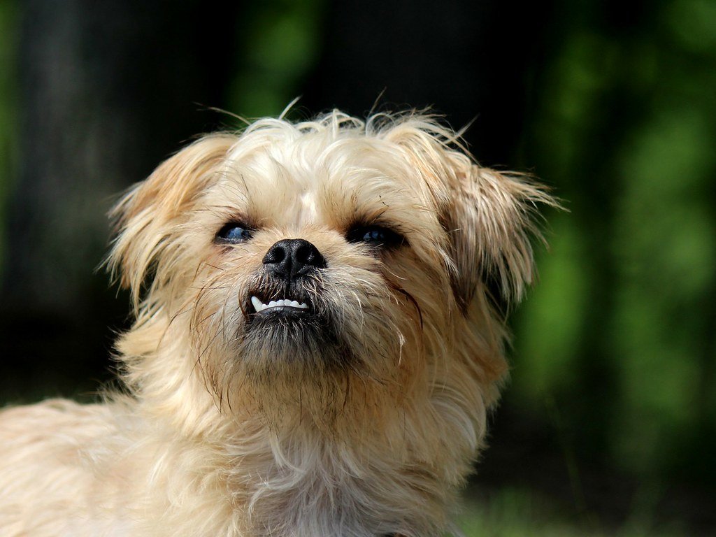 Brussels Griffon: The Tiny Tyrant (image credits: flickr)