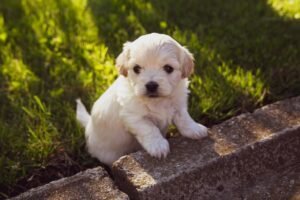 Puppy Dog Eyes That Melt Hearts