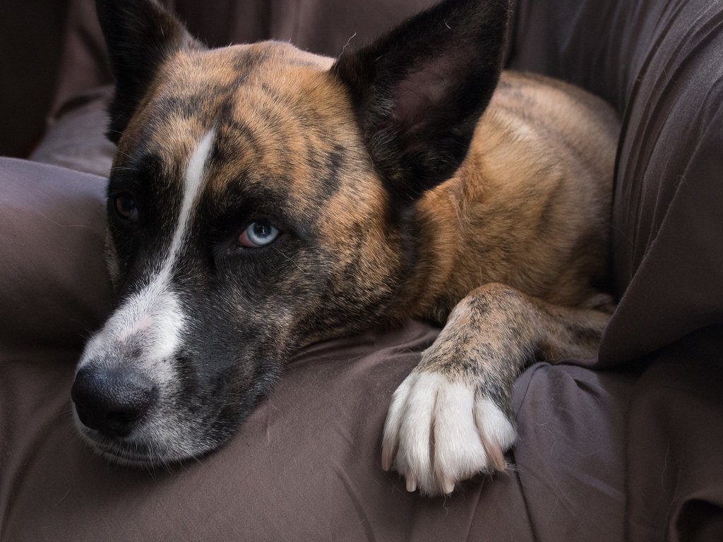 Offering a Paw as a Peace Treaty (image credits: flickr)