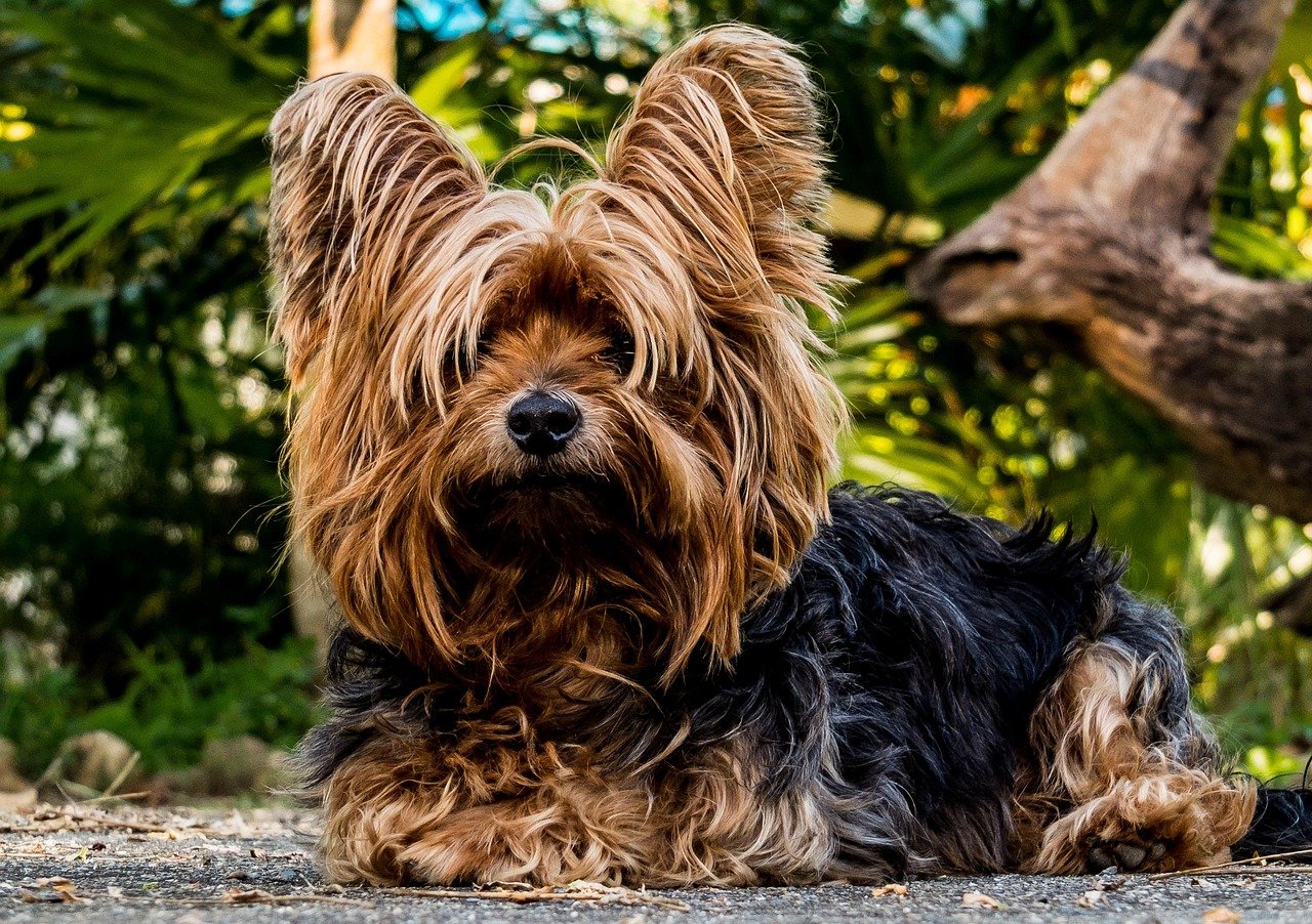 Yorkshire Terrier: The Fearless Little Lion (image credits: pixabay)