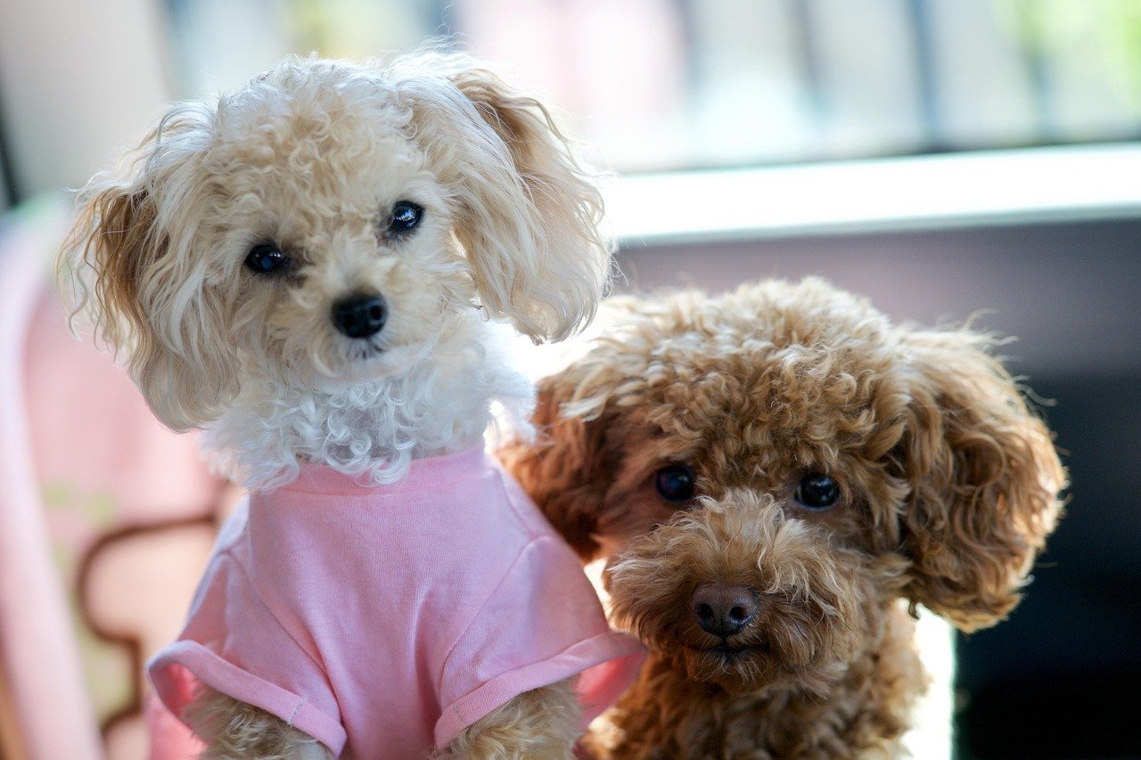 Toy Poodle: The Smart Sentry (image credits: pixabay)