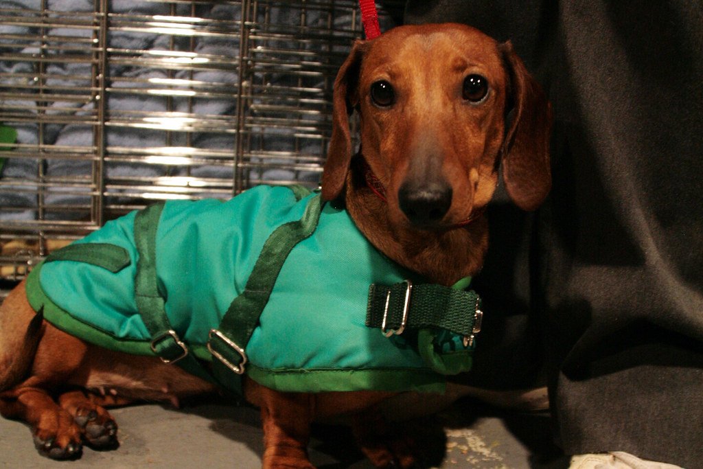Dachshund: The Bold Burrower (image credits: flickr)