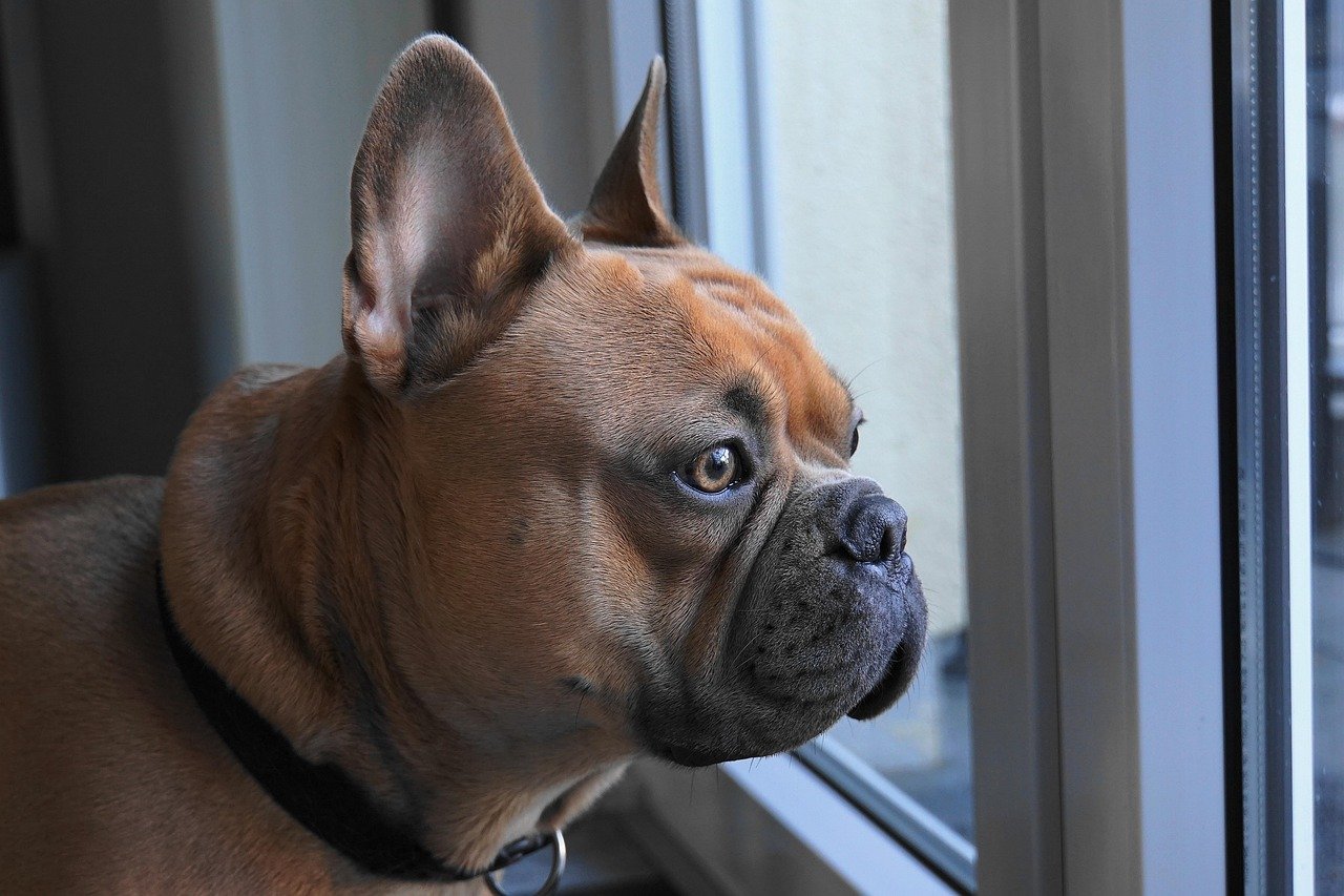 French Bulldog: The Devoted Companion (image credits: pixabay)