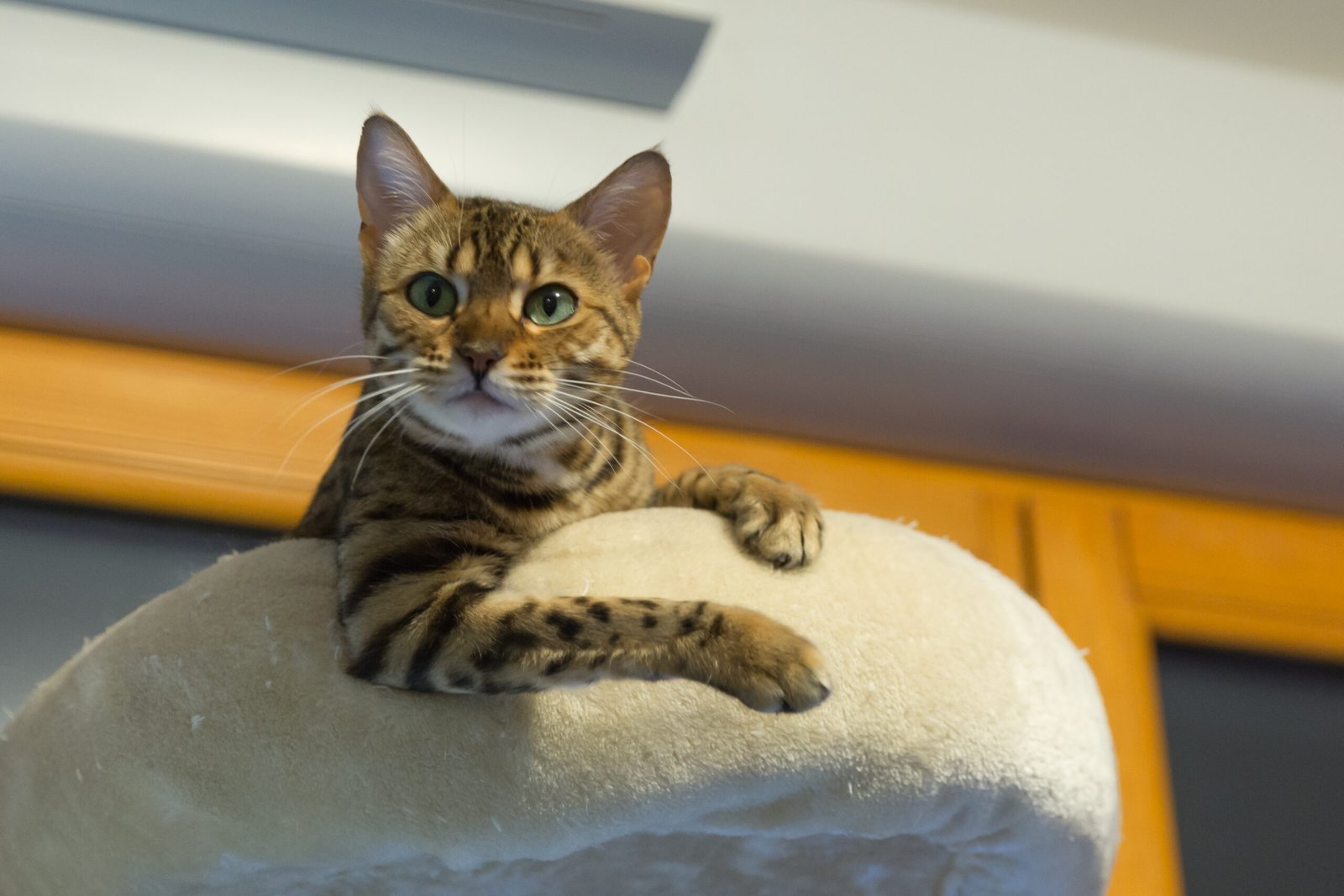 Aries (March 21 - April 19): Bengal (image credits: wikimedia)