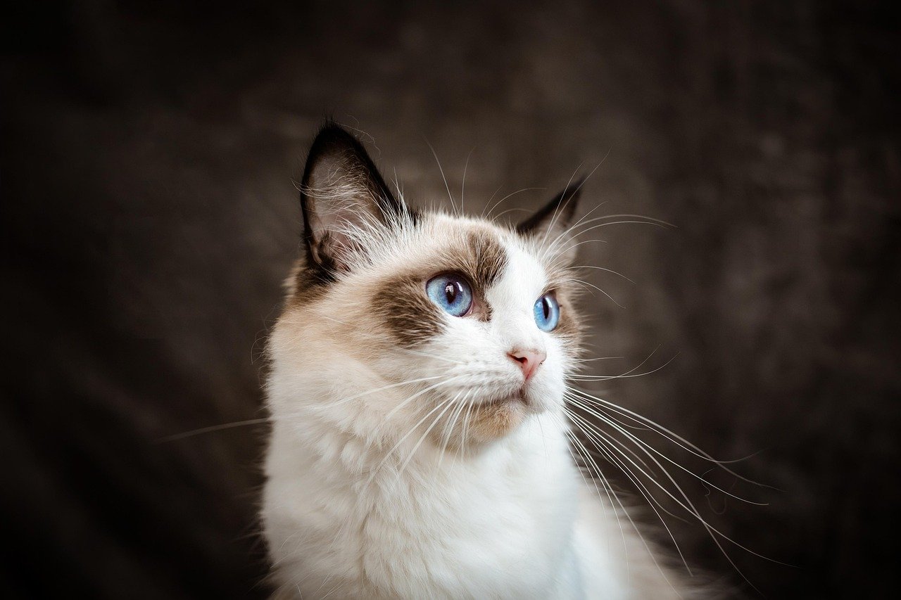 Cancer (June 21 - July 22): Ragdoll (image credits: pixabay)