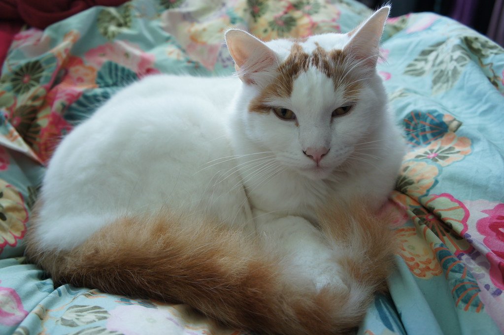 Sagittarius (November 22 - December 21): Turkish Van (image credits: flickr)
