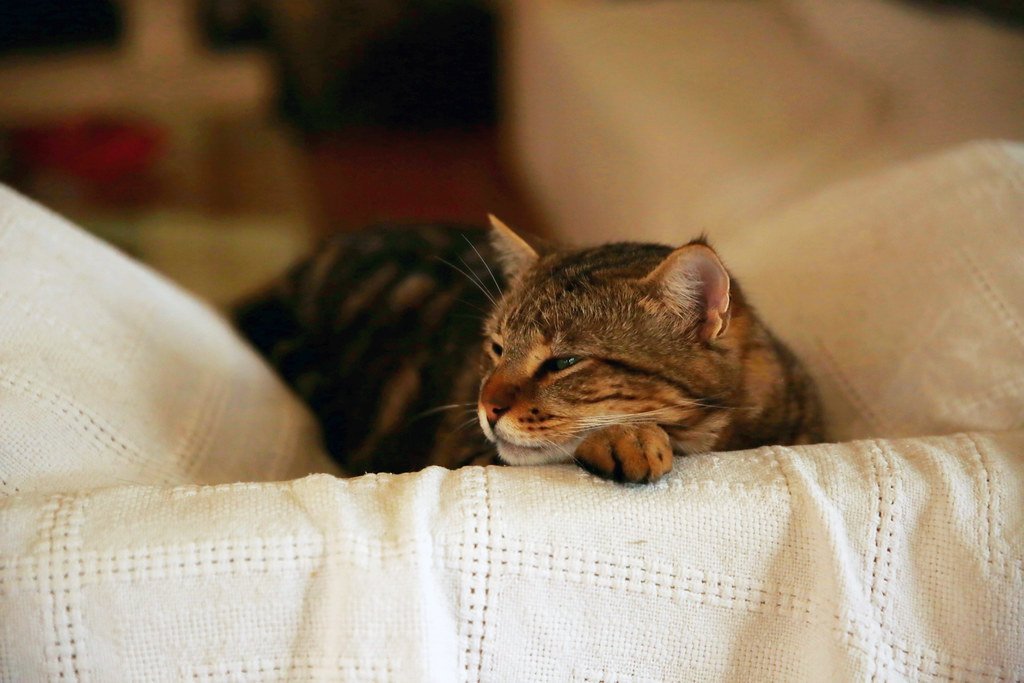 8 Mistakes To Avoid If You Own A Cat