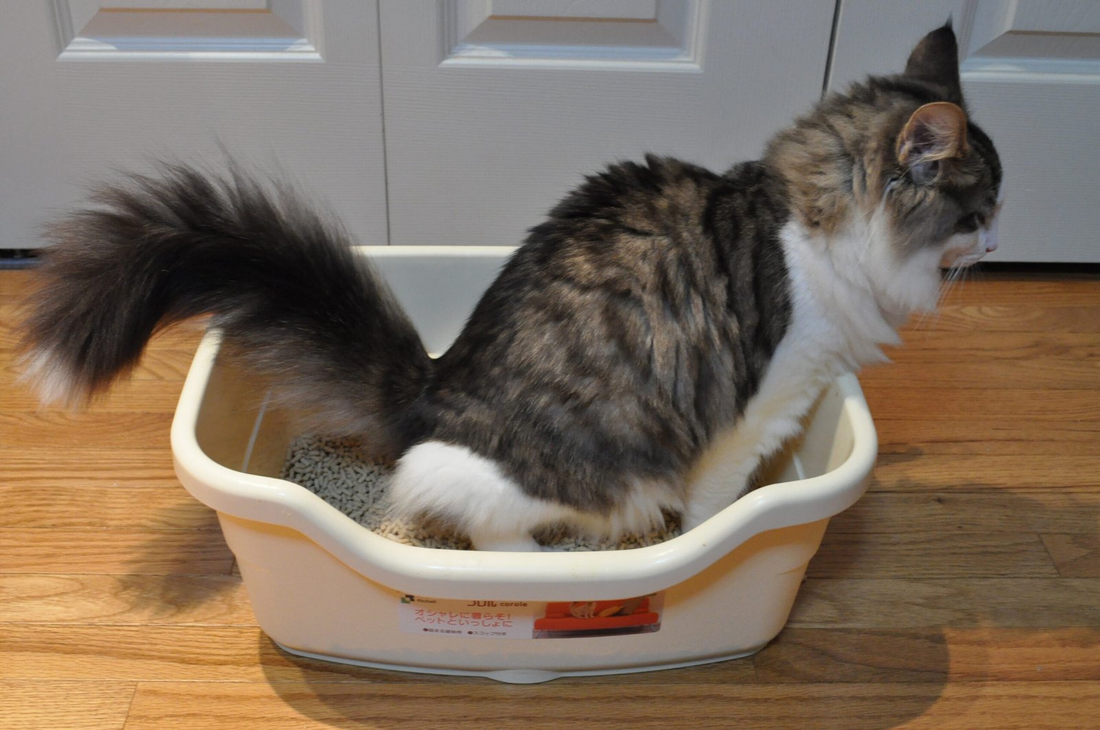 Loss of Litter Box Habits (image credits: wikimedia)
