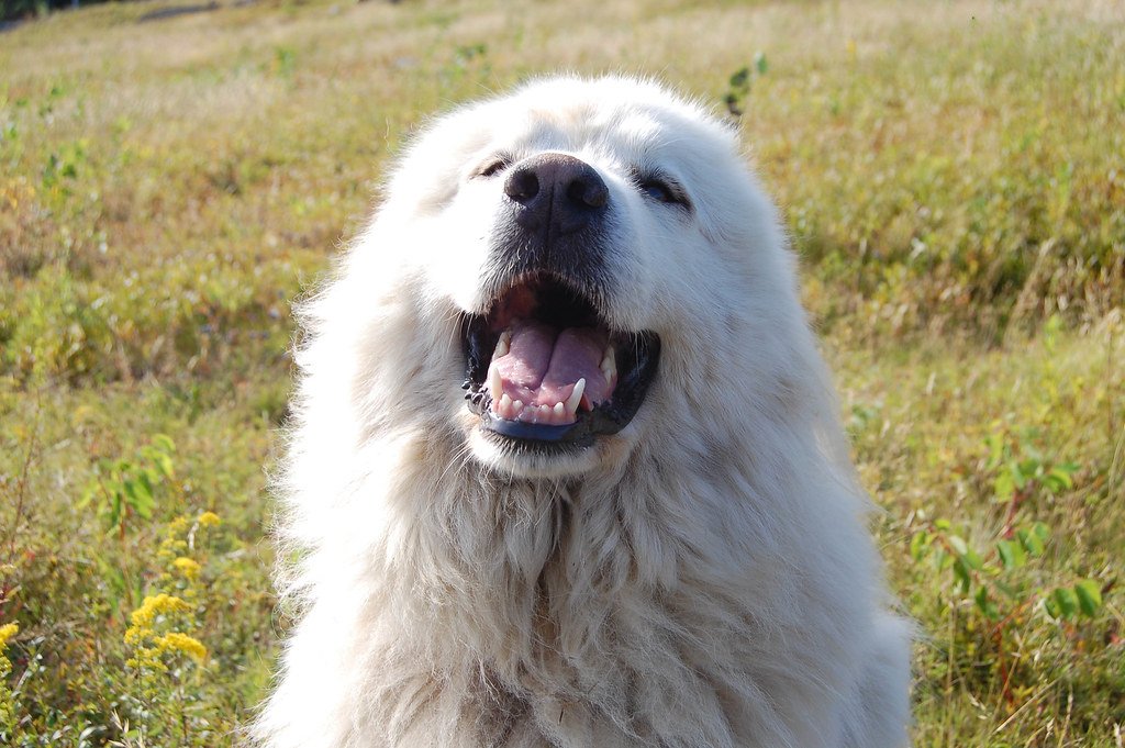 Blueberries: Tiny Powerhouses (image credits: flickr)