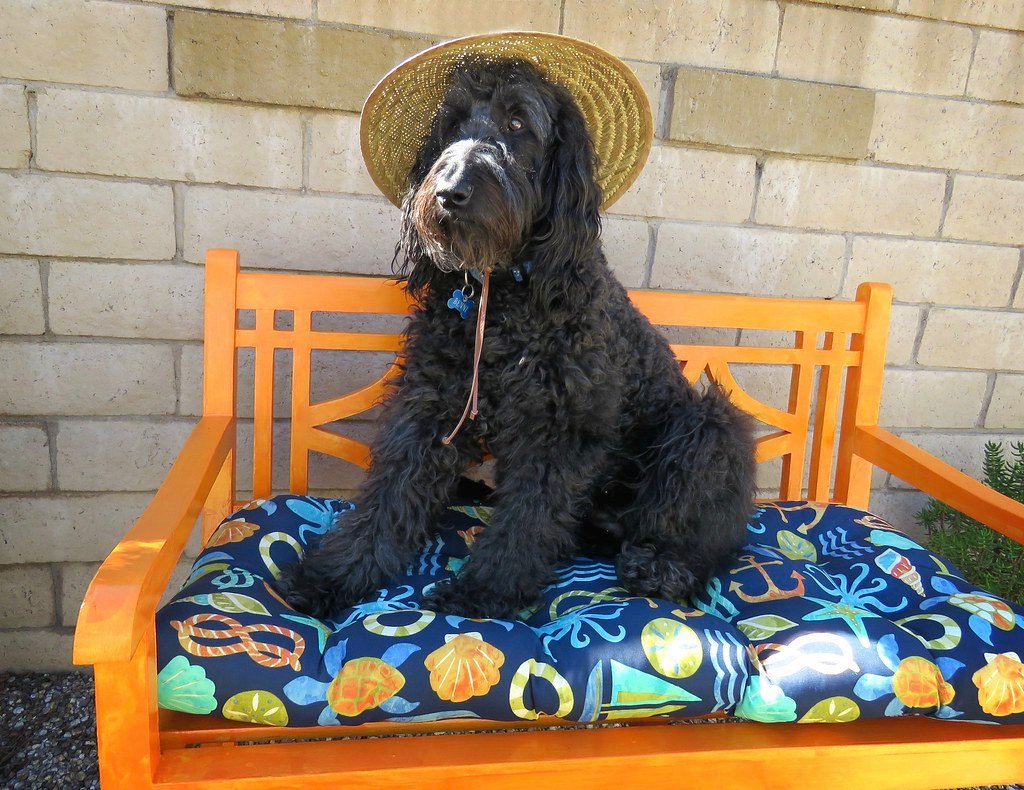 Mango: Tropical Sweetness (image credits: flickr)