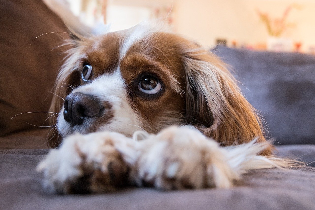 Cavalier King Charles Spaniel: The Lap-Sized Companion (image credits: pixabay)